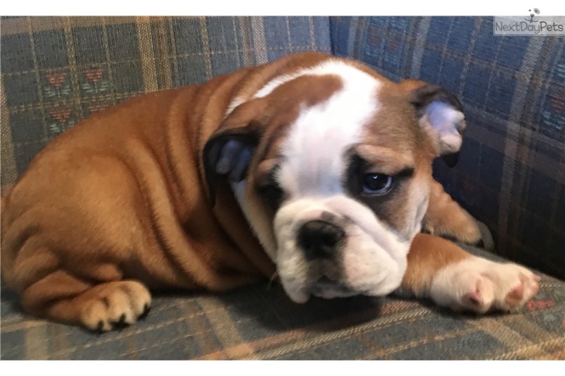 lovely English Bulldog puppy for adoption
