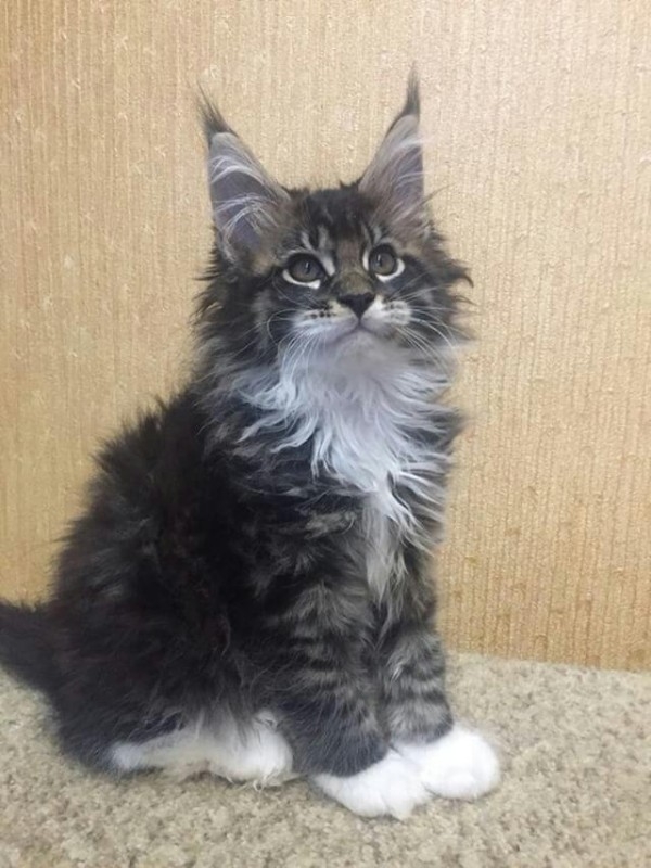 Adorable male Maine coon kitten available for sale