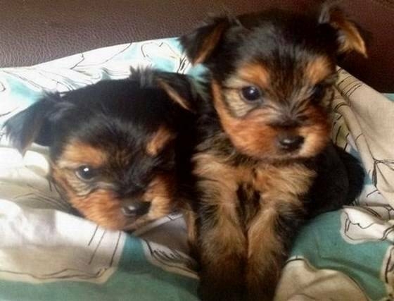 12 weeks old adorable yorkie puppies  ready to go