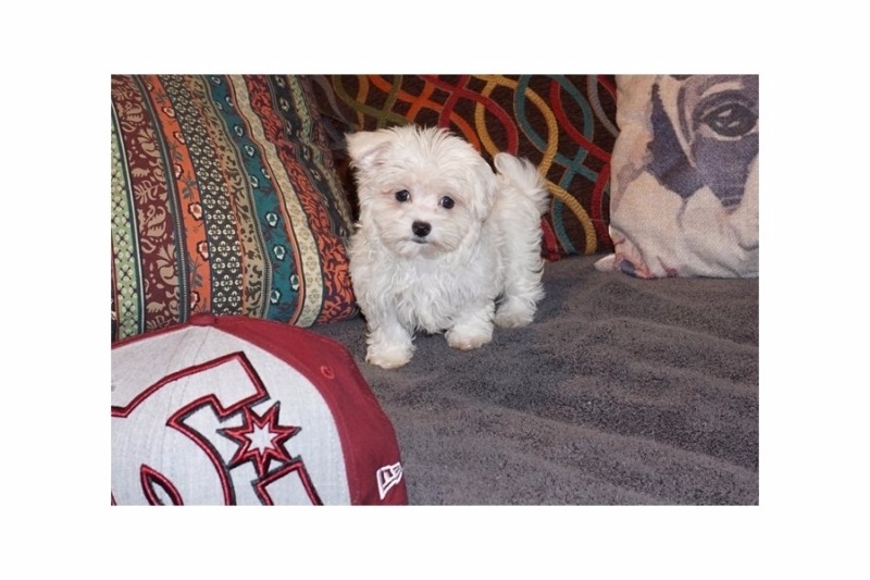 Healthy. Maltese puppies for re-homing 