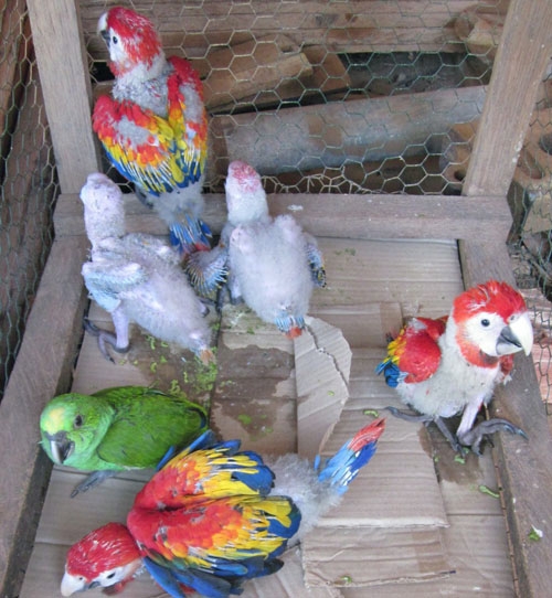 Fertile Macaw Eggs and weaned babies for sale