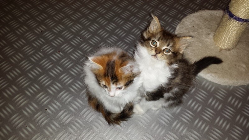 Female Maine Coon kitten available