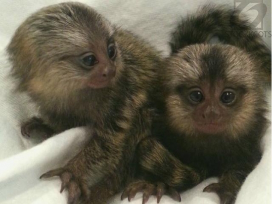  Marmoset monkeys for sale