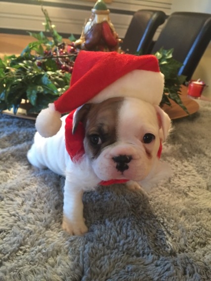 two lovely french bull puppies for sale for kids