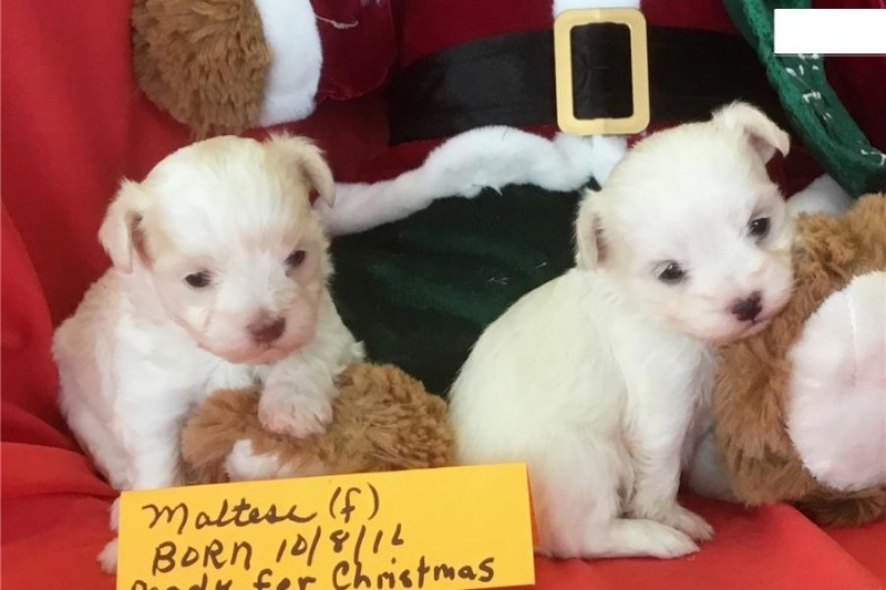 Lovely Male And Female Maltese Puppies For Sale