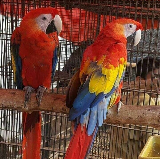 Buy young and friendly  Macaws for sale 